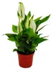 Mini-Spathiphyllum - Mini-Einblatt - 7cm Topf - Produktbild-Vorschau 1