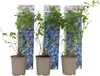 Three potted blueberry plants with decorative packaging behind them. Produktbild-Vorschau