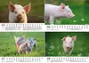 Schweinchenzauber DIN A5 Tischkalender für 2027 Schweine Produktbild-Vorschau 3