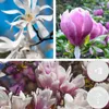 3x Magnolien Mix – Biberbaum – Strauch – Pflegefreundlich – Produktbild-Vorschau 2