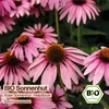Samenliebe  Sonnenhut Samen | Roter Sonnenhut - winterhart Produktbild-Vorschau 4