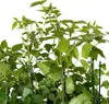 Powojnik Paul Farges botaniczny 2L Podgląd zdjęcia produktu 6