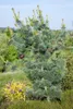 Pinus parviflora 'Glauca', Japanische Kiefer, blau-grün, Produktbild-Vorschau 11