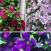 A collage of three different clematis flower images. Produktbild-Vorschau