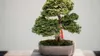Bonsai-Dünger - 30 ml - Flüssig - Regeneriert Pflanzen - Produktbild-Vorschau 3