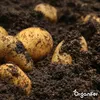 Phytophthora-Konzentrat - 1000 ml für 1000 m2- Organifer Produktbild-Vorschau 6