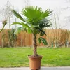 Waszyngtonia palma meksykańska - 2 szt - Washingtonia - Podgląd zdjęcia produktu 6