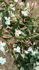 Jasminum polyanthum 80-100 cm Jasmin Duftpflanze Produktbild-Vorschau 2