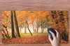 MuchoWow® Schreibtischunterlage Blätter - Herbst - Wald Produktbild-Vorschau 3
