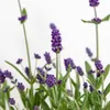 Bloomique - 3er-Set - Lavandula Angustifolia - Produktbild-Vorschau 4