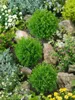 Thuja occidentalis 'Teddy', Kugel-Lebensbaum, kompakt, Produktbild-Vorschau 11