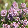 Bloomique - 3er Set - Thymus Vulgaris - Echter Thymian - Produktbild-Vorschau 4