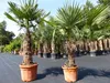 2 Stück im Palmenset Trachycarpus fortunei dicke Stämme 200 Produktbild-Vorschau 7