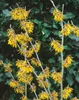 Hamamelis intermedia 'Arnold Promise', Zaubernuss, gelb, Produktbild-Vorschau 11