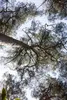 Pinus sylvestris, Waldkiefer, 40–60 cm Produktbild-Vorschau 4