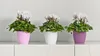 KADAX Matte Blumentopf "Agen", Pflanzkübel mit Untersetzer, Produktbild-Vorschau 2