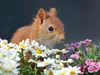 CALVENDO Puzzle Chibs das Blumenhörnchen | 1000 Teile Produktbild-Vorschau 3