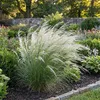6x Stipa tenuissima Ponytails P9 H20 Produktbild-Vorschau 3