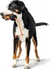 Hunter Trainer Snack Dummy avec corde 20 cm orange / noir Voir les images du produit 3
