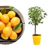 Meine Orangerie - Zwergobst Stämmchen Pflaume - gelbe Produktbild-Vorschau 1