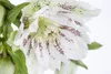 Helleborus x orientalis 'Ballard', Lenzrose, ca. 11x11 cm Produktbild-Vorschau 4