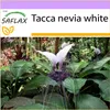 SAFLAX - Nepálsky obri - netopier kvet - Tacca nevia white Náhľad obrázku produktu 5