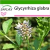 SAFLAX - Lékořice / Lékořice - Glycyrrhiza glabra - 30 Náhled obrázku produktu 10