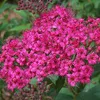 Sommerspiere  - Spiraea japonica 'Anthony Waterer'  | 40-50 Produktbild-Vorschau 2