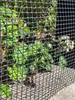 Kunststoffzaun 50m x 1,2m Br. Hühnerzaun Geflügelzaun Produktbild-Vorschau 7