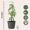 Jaśmin gwiazdkowy - 3 szt - Jasminum 'Officinale' - Podgląd zdjęcia produktu 2