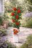 Kletterrose Crazy in Love Rot 50–70 cm – duftende rote Produktbild-Vorschau 3
