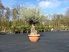 Olivenbaum in Bonsai-Schale, 190 - 210 cm knorrige urige Produktbild-Vorschau 2