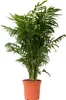 Chamedora - Chamaedorea elegans - Wysokość 80-90cm - ⌀20cm Podgląd zdjęcia produktu 1