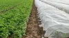Jarní agrotextilie bílá 17 g 1,6 m x 100 m Náhled obrázku produktu 4