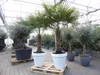 XXL Palme 230 cm | Stamm 80 cm | Trachycarpus fortunei Produktbild-Vorschau 7