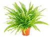 Trio de plantes d'intérieur "Purificateur d'air" - Set de Náhled obrázku produktu 3