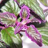 Gynura Purple Passion - Samtblatt - Samtnessel - Produktbild-Vorschau 3