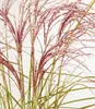 BALDUR Garten 1x Miscanthus Red Cloud®, Pflanze im 12 Produktbild-Vorschau 3