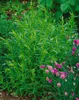 Artemisia dracunculus, Estragon, aromatisch, ca. 9x9 cm Produktbild-Vorschau 12