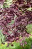 Acer palmatum 'Bloodgood', Japanischer Ahorn, tiefrot, Produktbild-Vorschau 10