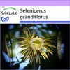 SAFLAX - královna noci - Selenicerus grandiflorus - 40 Náhled obrázku produktu 10