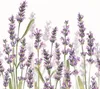 20 Servietten Lavender Shades white - Lavendelwiese blüht Produktbild-Vorschau 1
