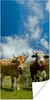 MuchoWow® Poster Kühe - Sonne - Landschaft 60x120 cm - Produktbild-Vorschau 1