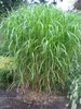 4 x Riesen Chinaschilf, ideal als Hecke und Sichtschutz, Produktbild-Vorschau 2