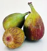 Feigenbaum ´TWOTIMER® GUSTIS´ 30-40 cm, Cont. 2 l Produktbild-Vorschau 5