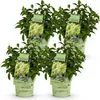 Hydrangea panniculata Groundbreaker Greeny - Produktbild-Vorschau 2