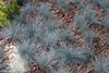 Stauden Gänge 5 x Festuca glauca/cinerea 'Azurit' im 1 Produktbild-Vorschau 2