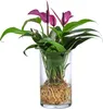 Dehner Waterplant Flamingoblume, Anthurium Zizou, Produktbild-Vorschau 1