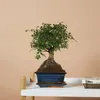 Bloomique - Bonsai Zelkova - Kugelform - Bonsai-Baum - Produktbild-Vorschau 2