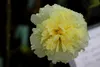 SAFLAX  - Stockrosen - Mix - Alcea rosea - 100 Samen - Mit Produktbild-Vorschau 7